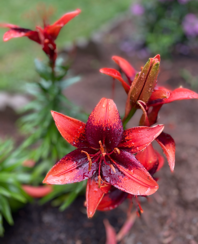 Asiatic Lilies - Orange and Burgundy - with droplets - Contego Media - contego.media