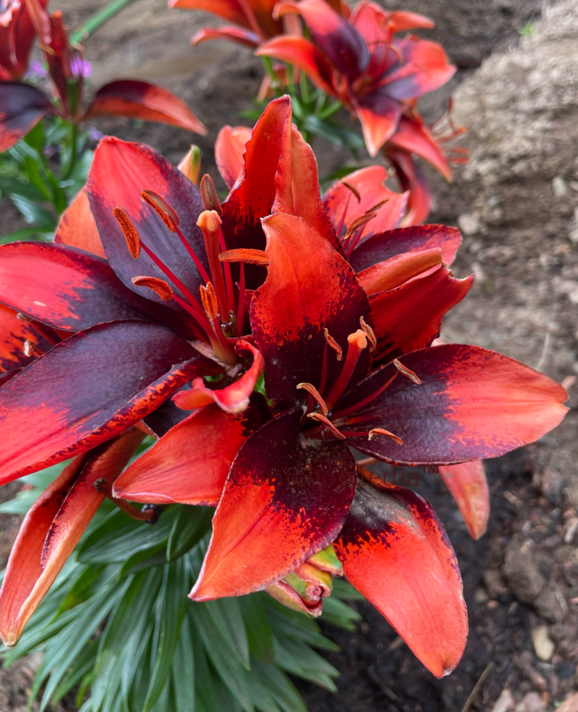 Asiatic Lily - Newly Planted - Contego Media - contego.media