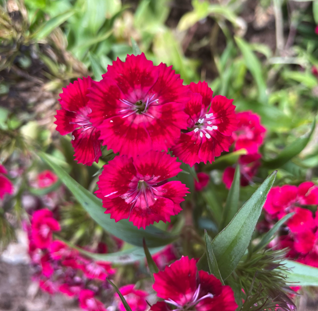 Dianthus - Paint the Town Red - Newly Planted - Contego Media - contego.media