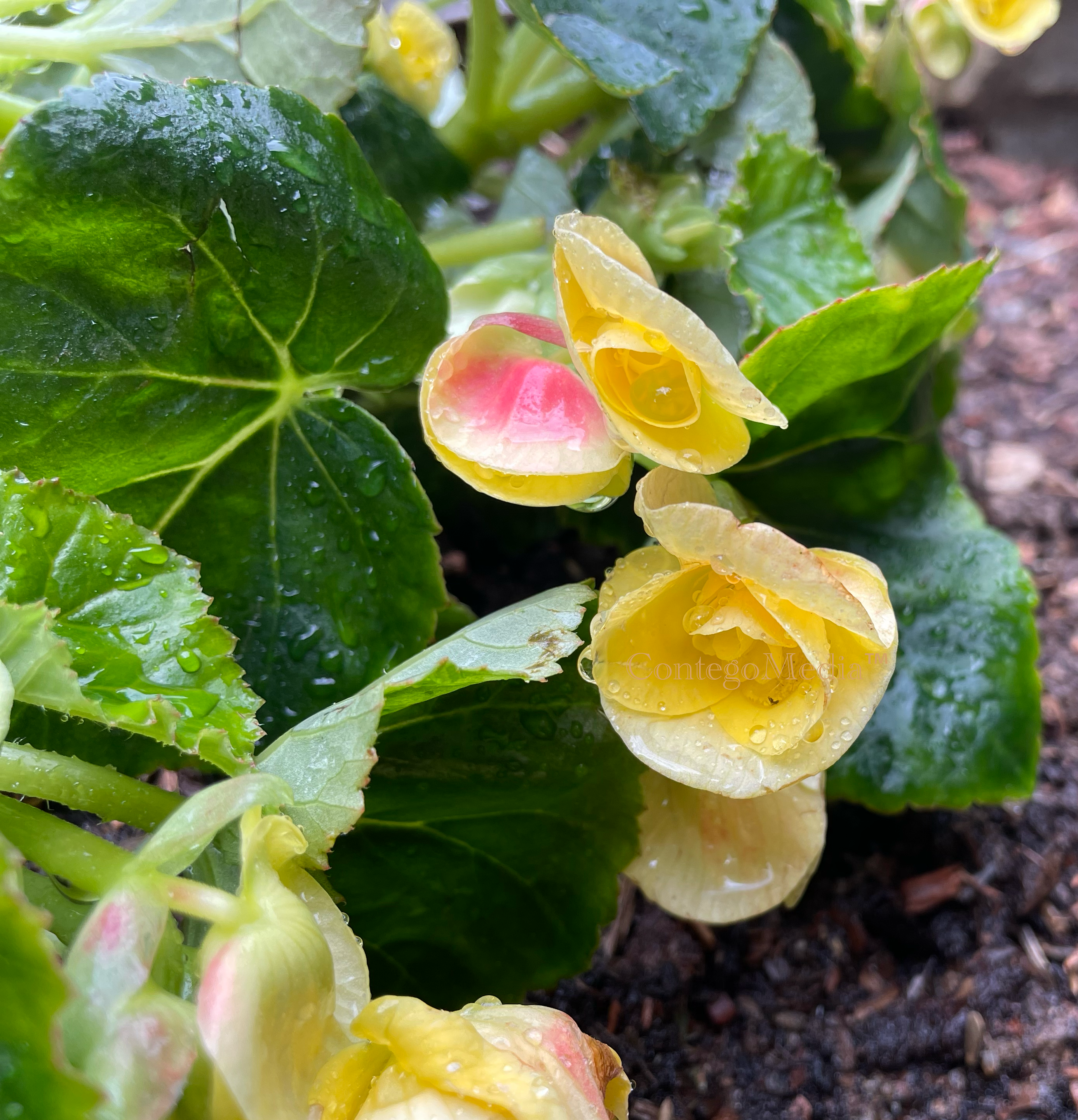 Droplets on Yellow Begonia - Contego Media - contego.media