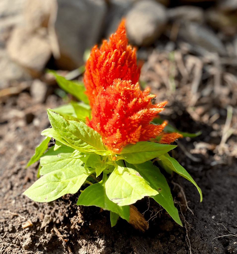 Orange Fire Flower - Contego Media - contego.media