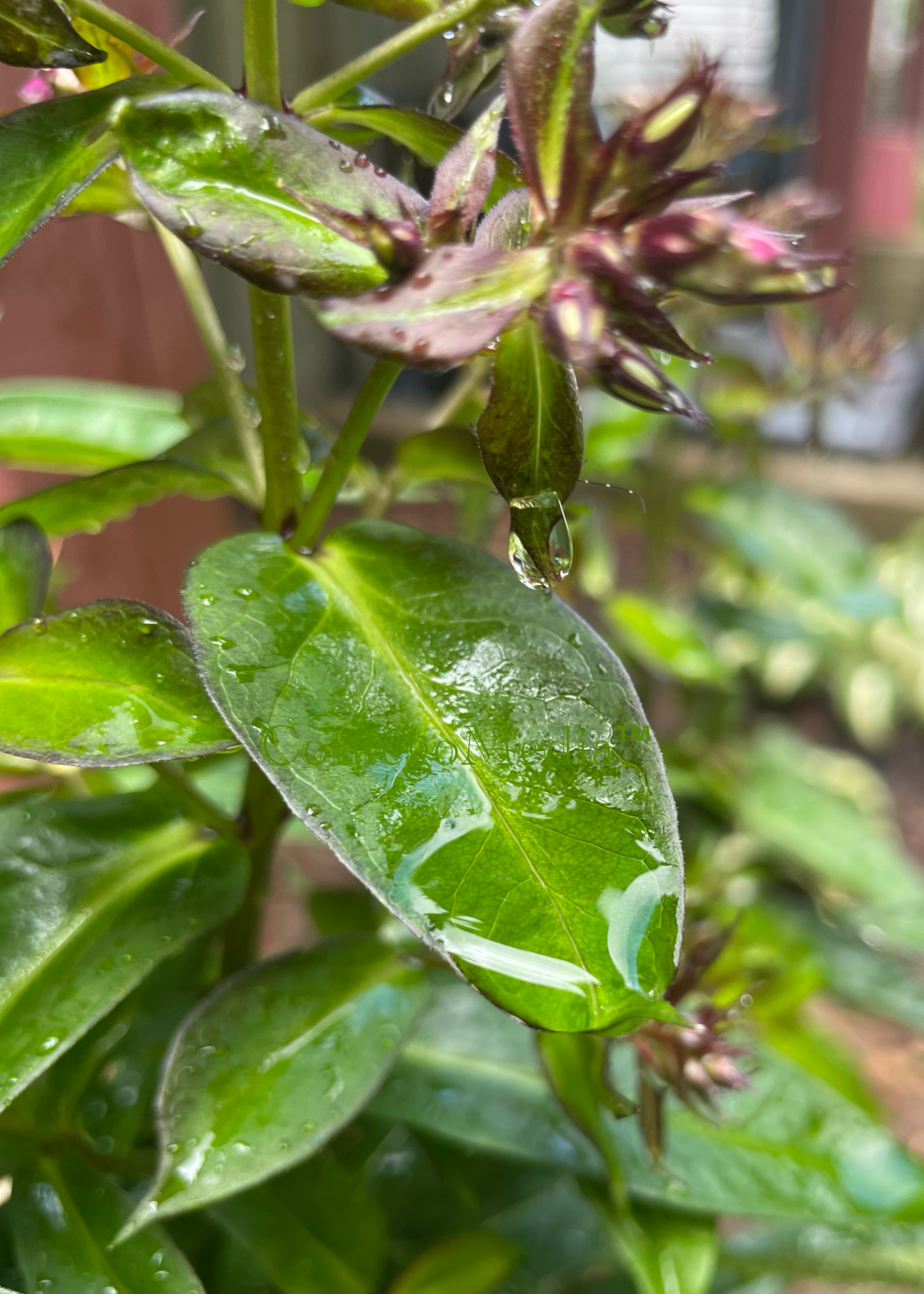 Fun with Rain Drops on Leaves - Contego Media - contego.media