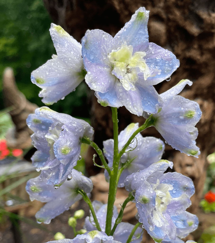Light Blue and Purple Gladiolus - Zoom on Water Droplets - Contego Media - contego.media