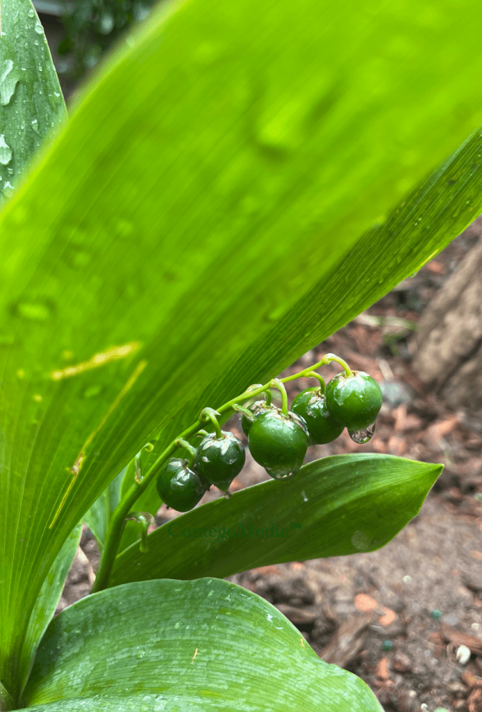 Lily of the Valley - Covered in Water Droplets - Contego Media - contego.media