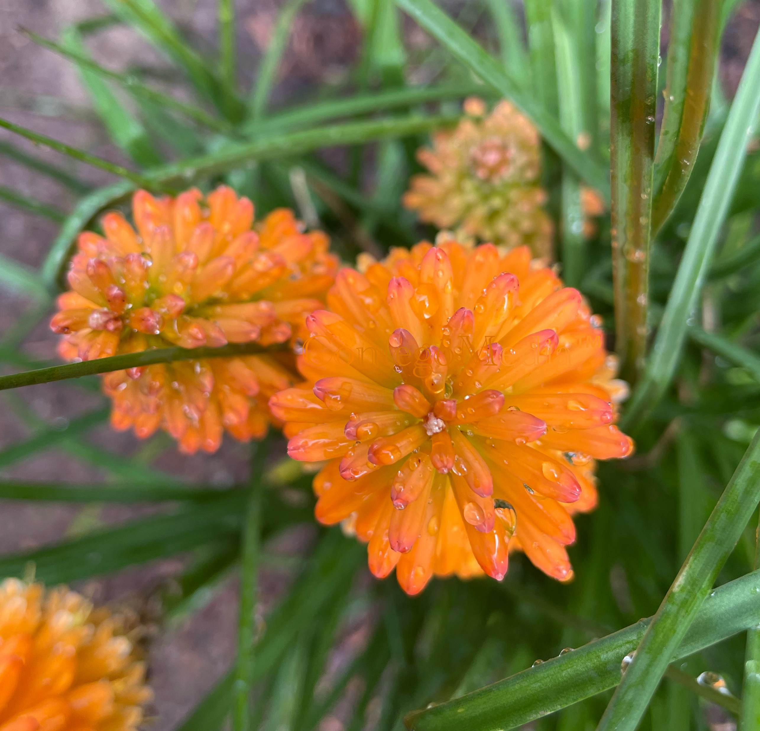 Orange Blaze Pyromania - Top View with Droplets - Contego Media - contego.media