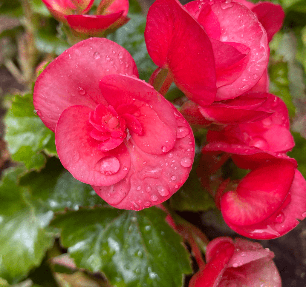 Pink Begonia - Closeup with Droplets - Contego Media - contego.media