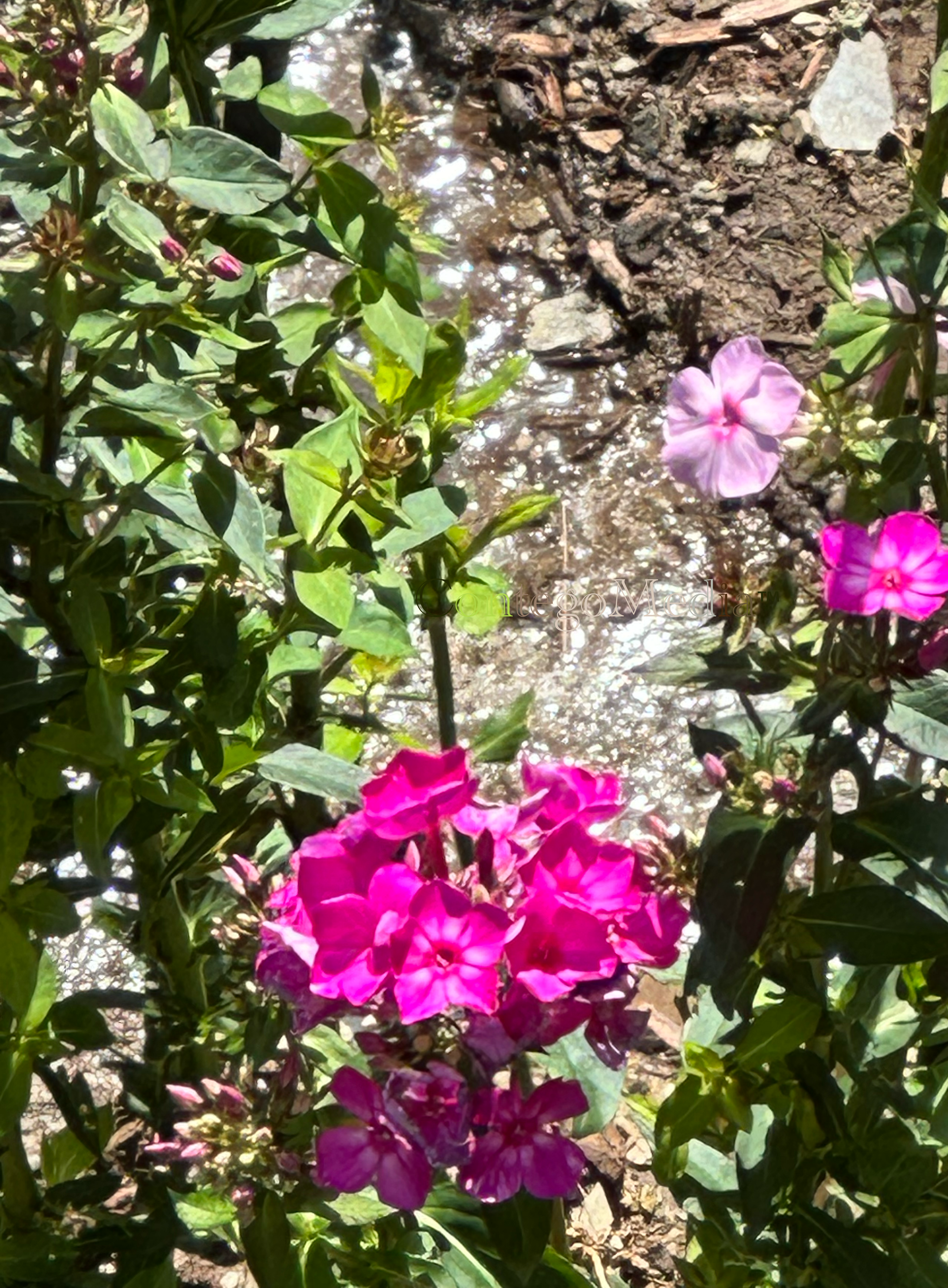 Pink Gladiolus with Rivulet - Contego Media - contego.media