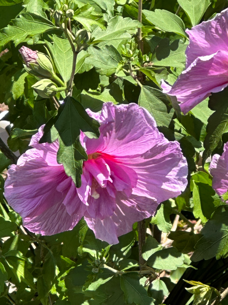 Rose of Sharon - Large Pink Bloom - Contego Media - contego.media