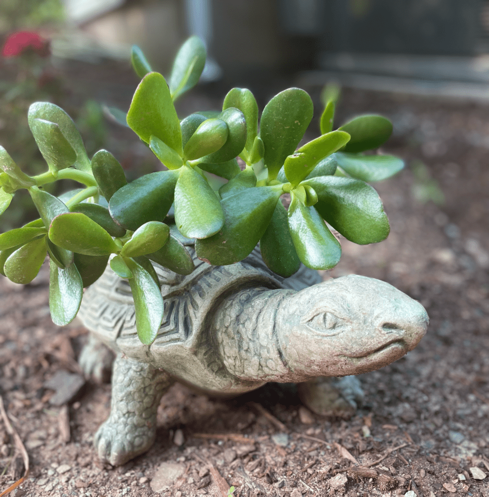 War Turtle - Newly Planted - Contego Media - contego.media
