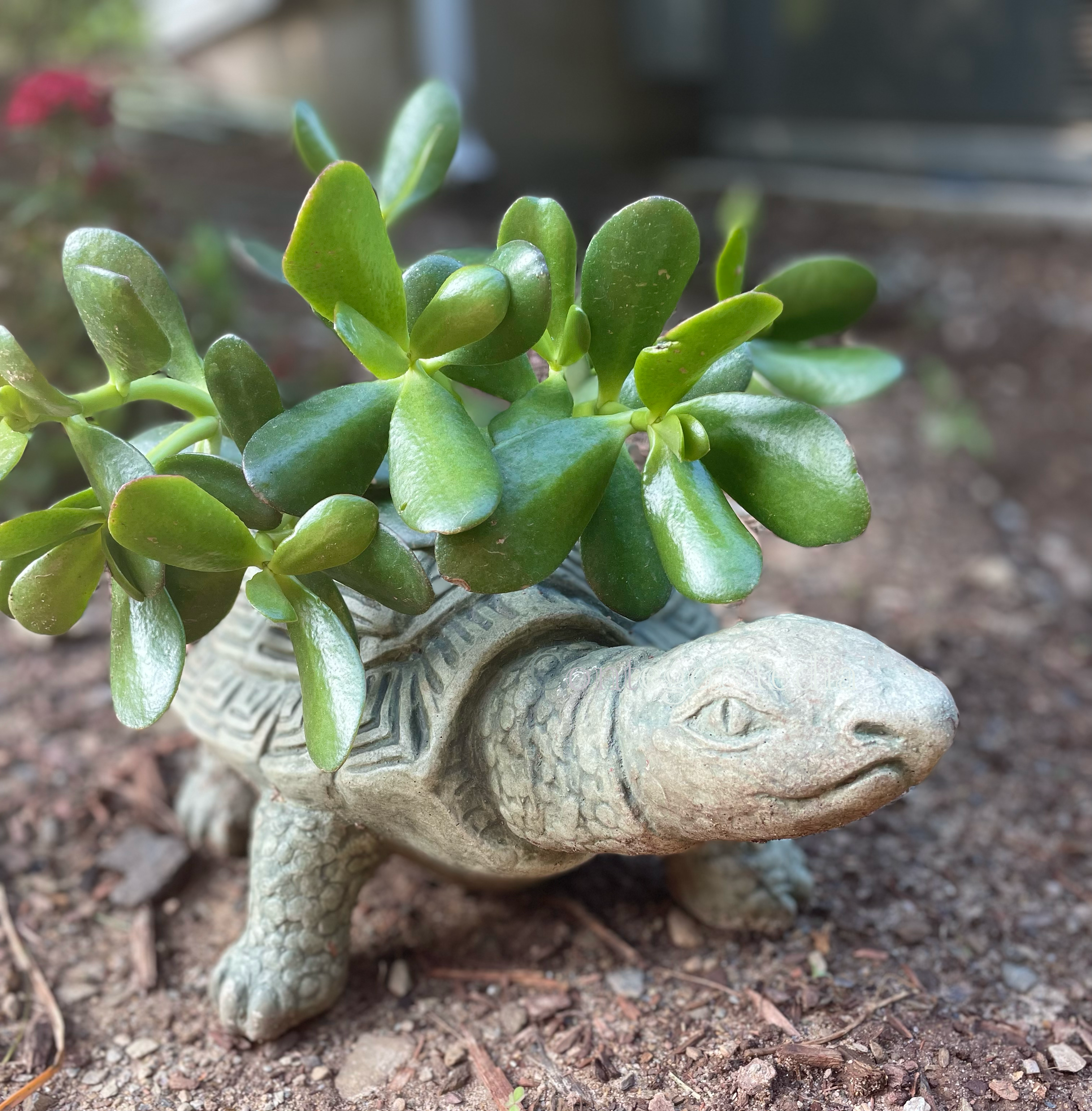 War Turtle - Newly Planted - Contego Media - contego.media