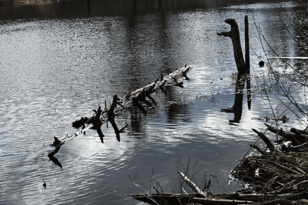 Dead Log Floating in Pond - Landscape View - Contego Media - contego.media