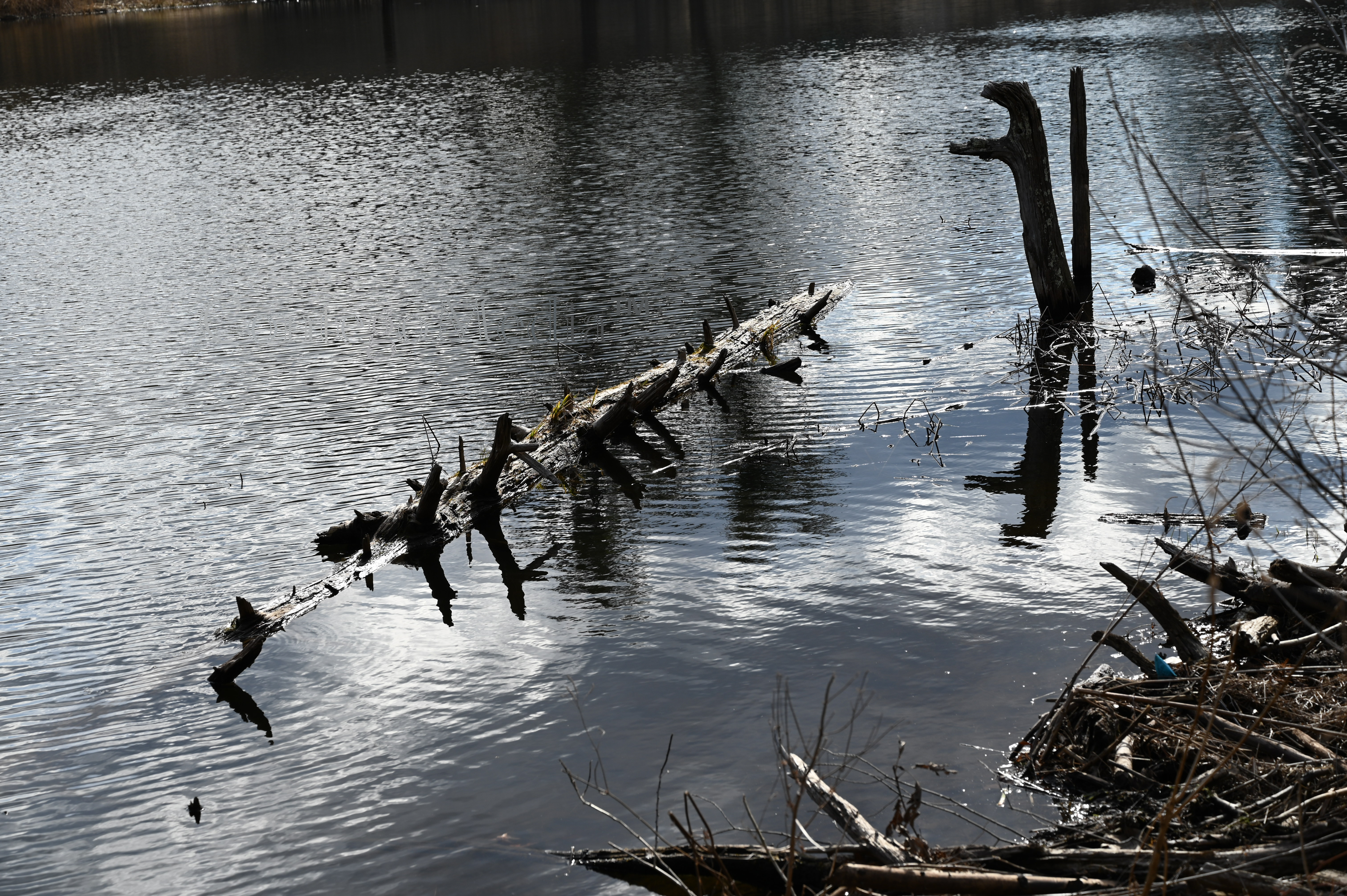 Dead Log Floating in Pond - Landscape View - Contego Media - contego.media