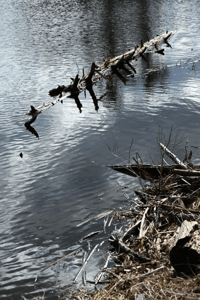 Dead Log in the Pond - Water Ripples - Contego Media - contego.media
