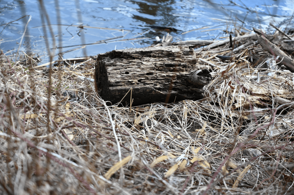 Driftwood in Front of Pond - Contego Media - contego.media