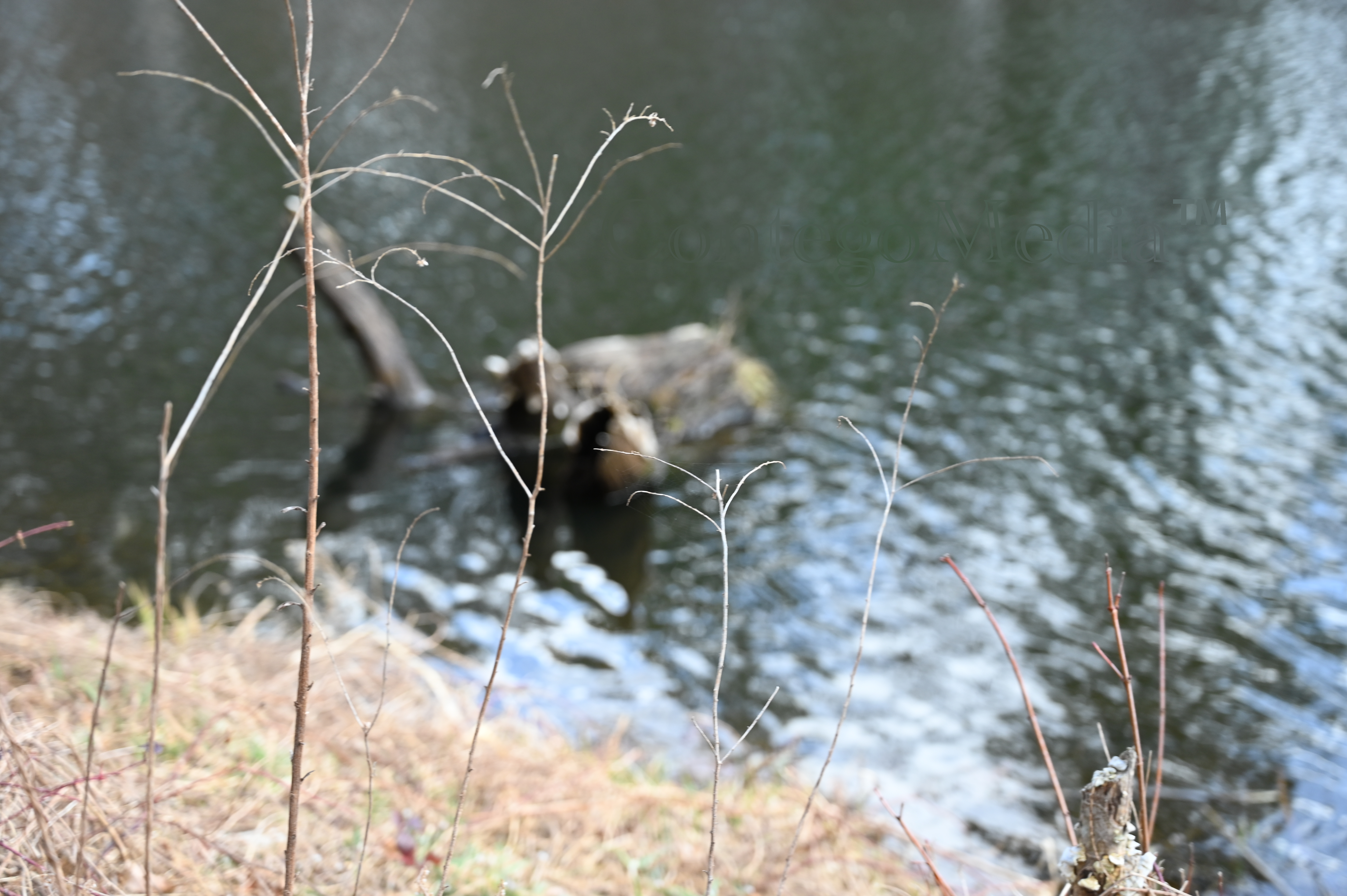 Group of Bare Twigs in Focus - In Front of Pond - Contego Media - contego.media