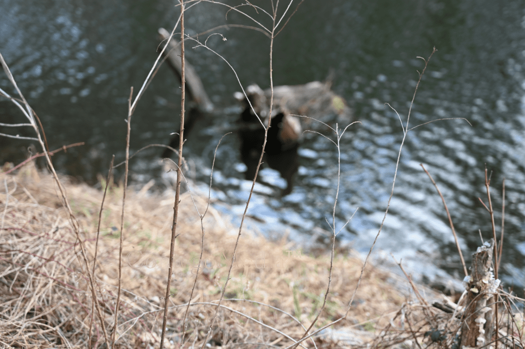 Small Bare Twigs in Focus with Pond Behind - Contego Media - contego.media