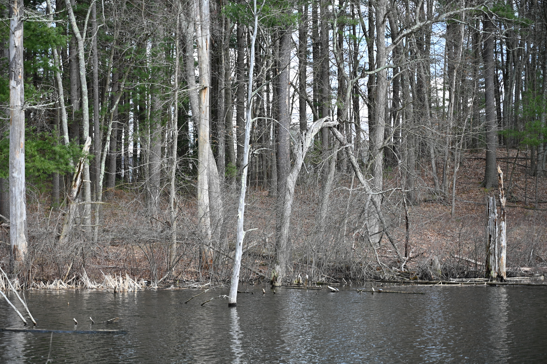 Twisted Tree - Landscape View - Pond in Front - Contego Media - contego.media