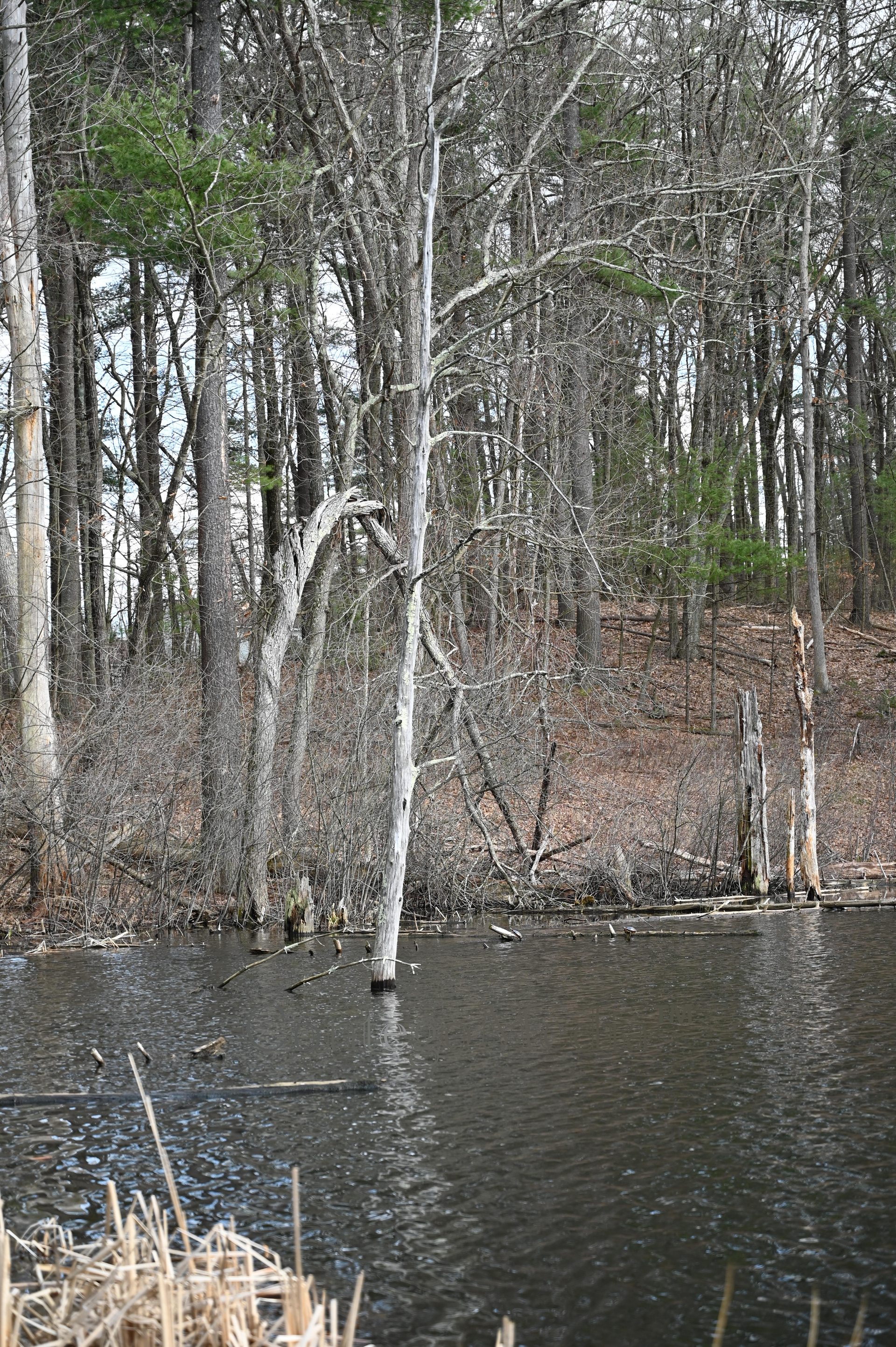 Twisted Tree from a Distance - Over Pond - Contego Media - contego.media