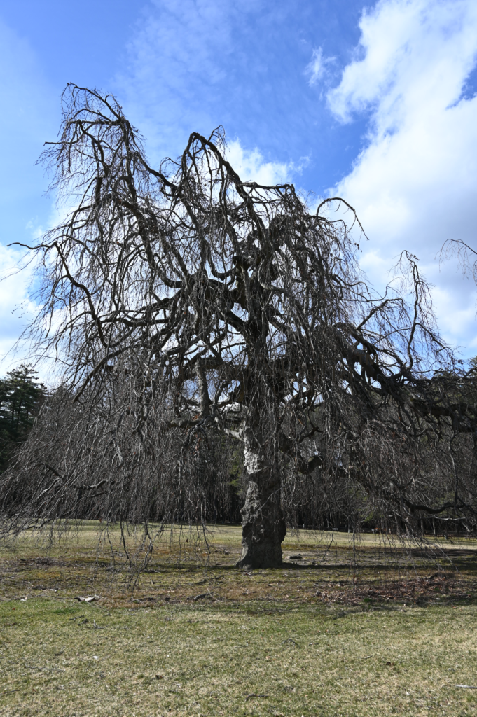 Weeping Willow - Bare in the Springtime - Contego Media - contego.media