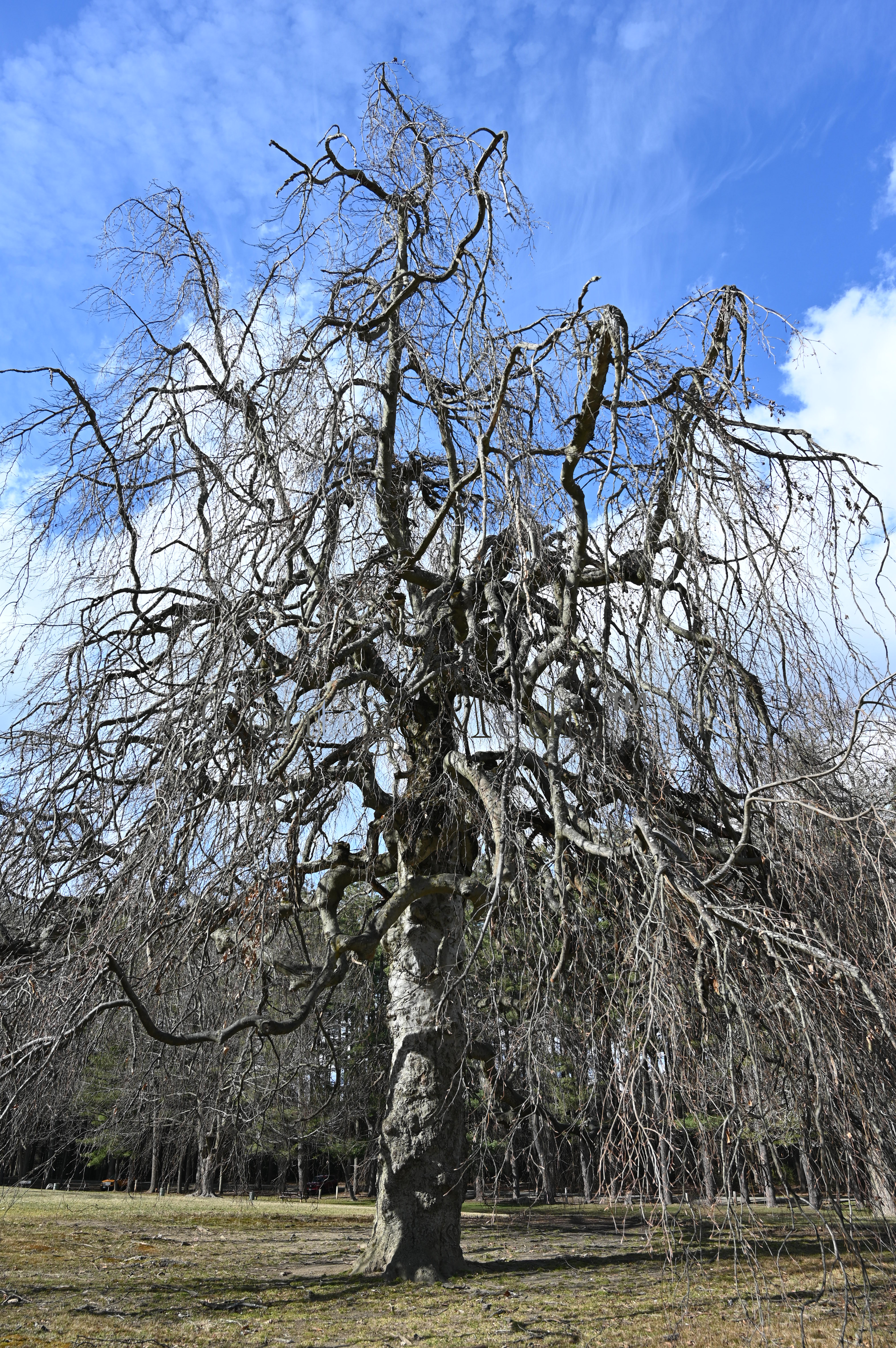 Weeping Willow - Full Tree in the Sun - Bare - Contego Media - contego.media