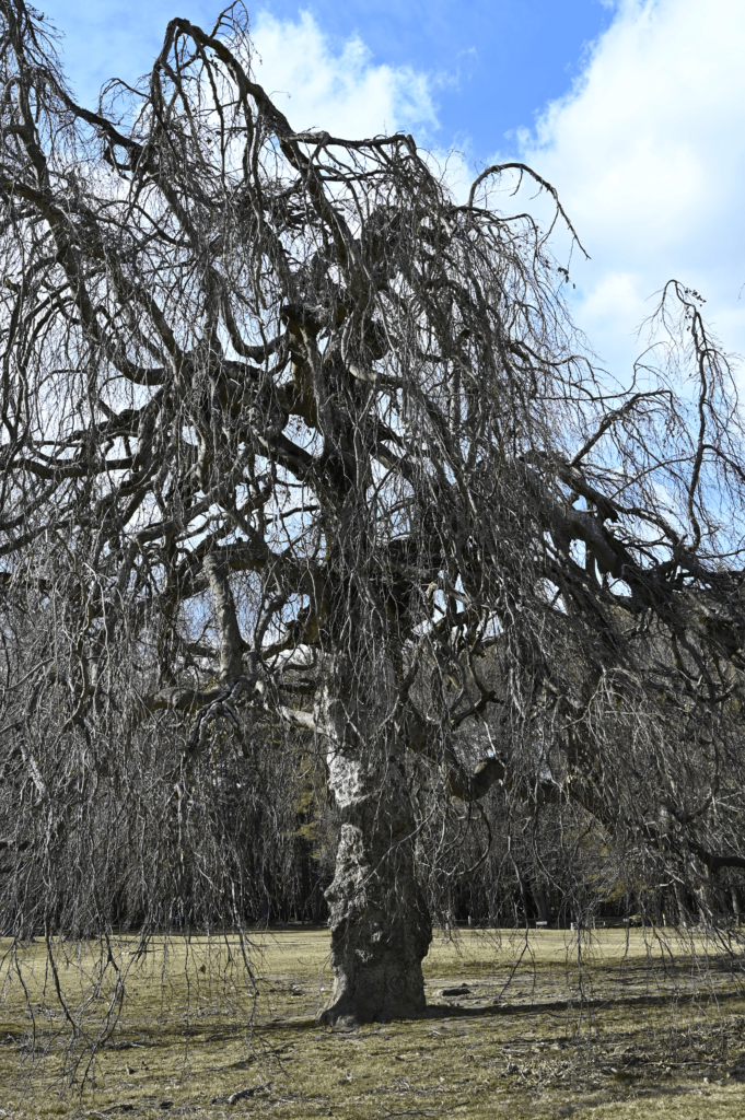 Weeping Willow - Gnarled Bare Branches - Contego Media - contego.media