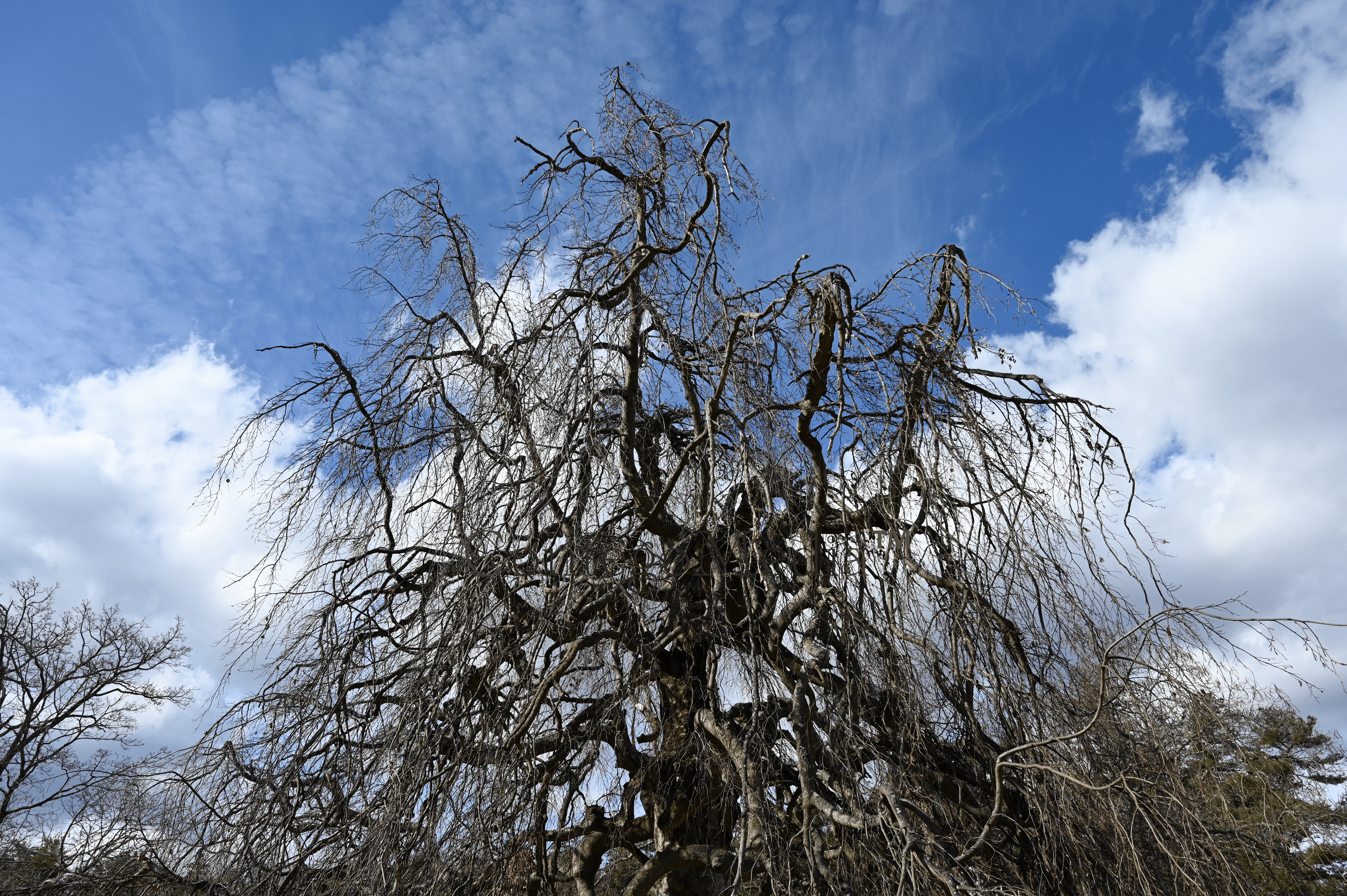 Weeping Willow - Looking up Through the Branches - Contego Media - contego.media