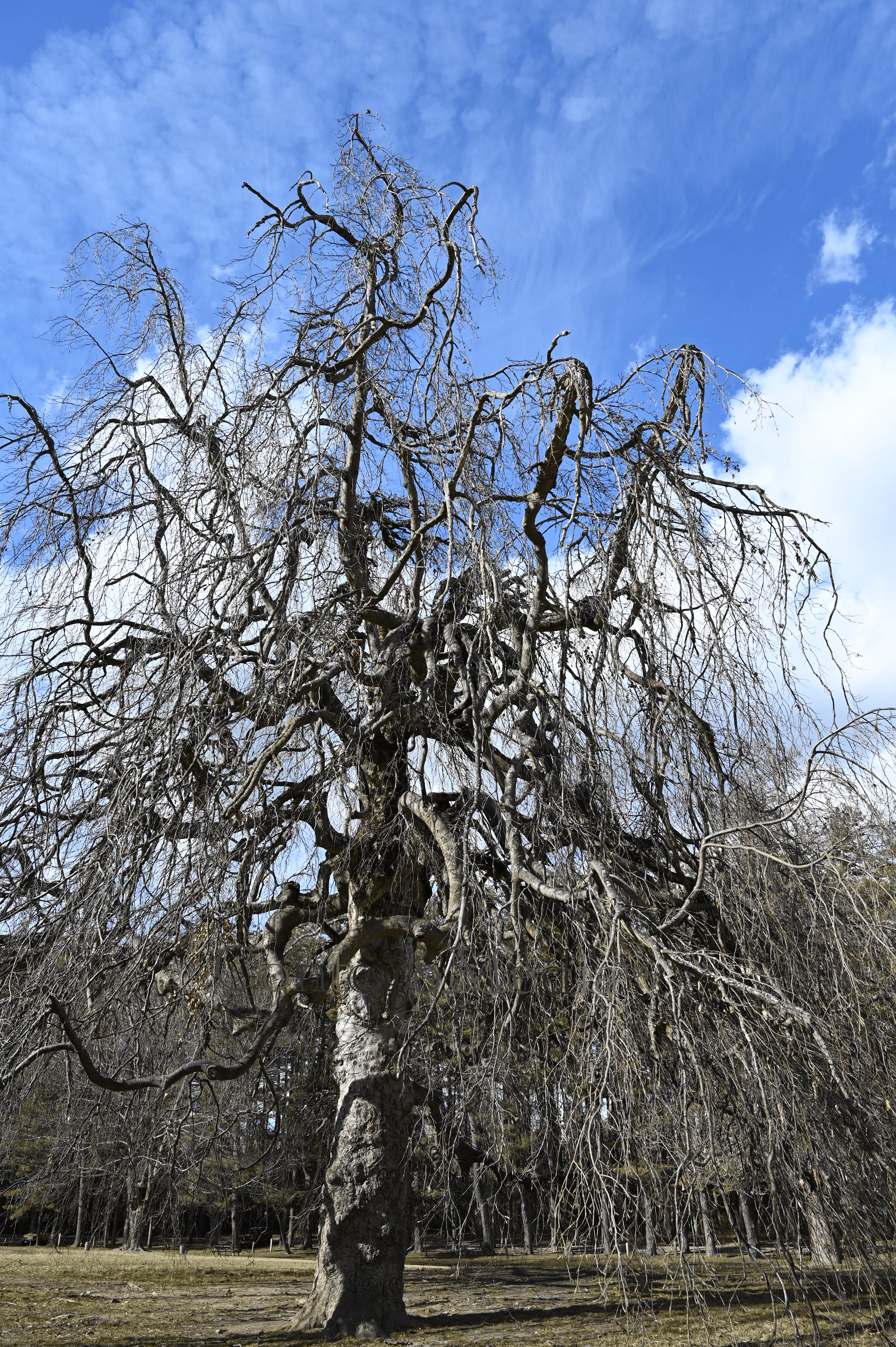 Weeping Willow - Springtime in the Sun - Contego Media - contego.media