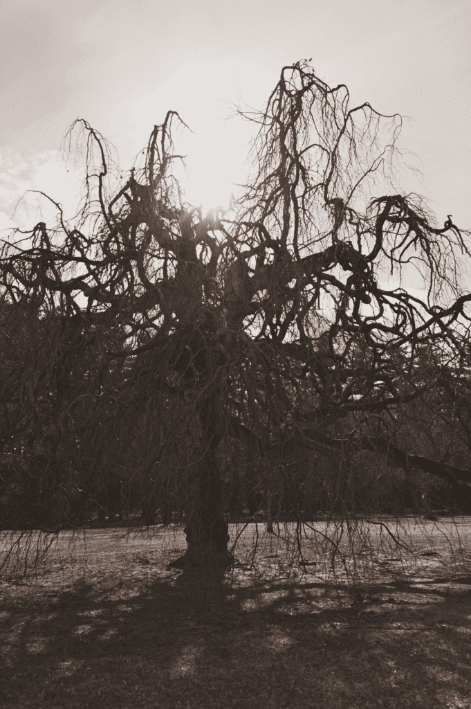Weeping Willow - Sun Shining Over - With Soft Sepia & Darker Filters - Contego Media - contego.media