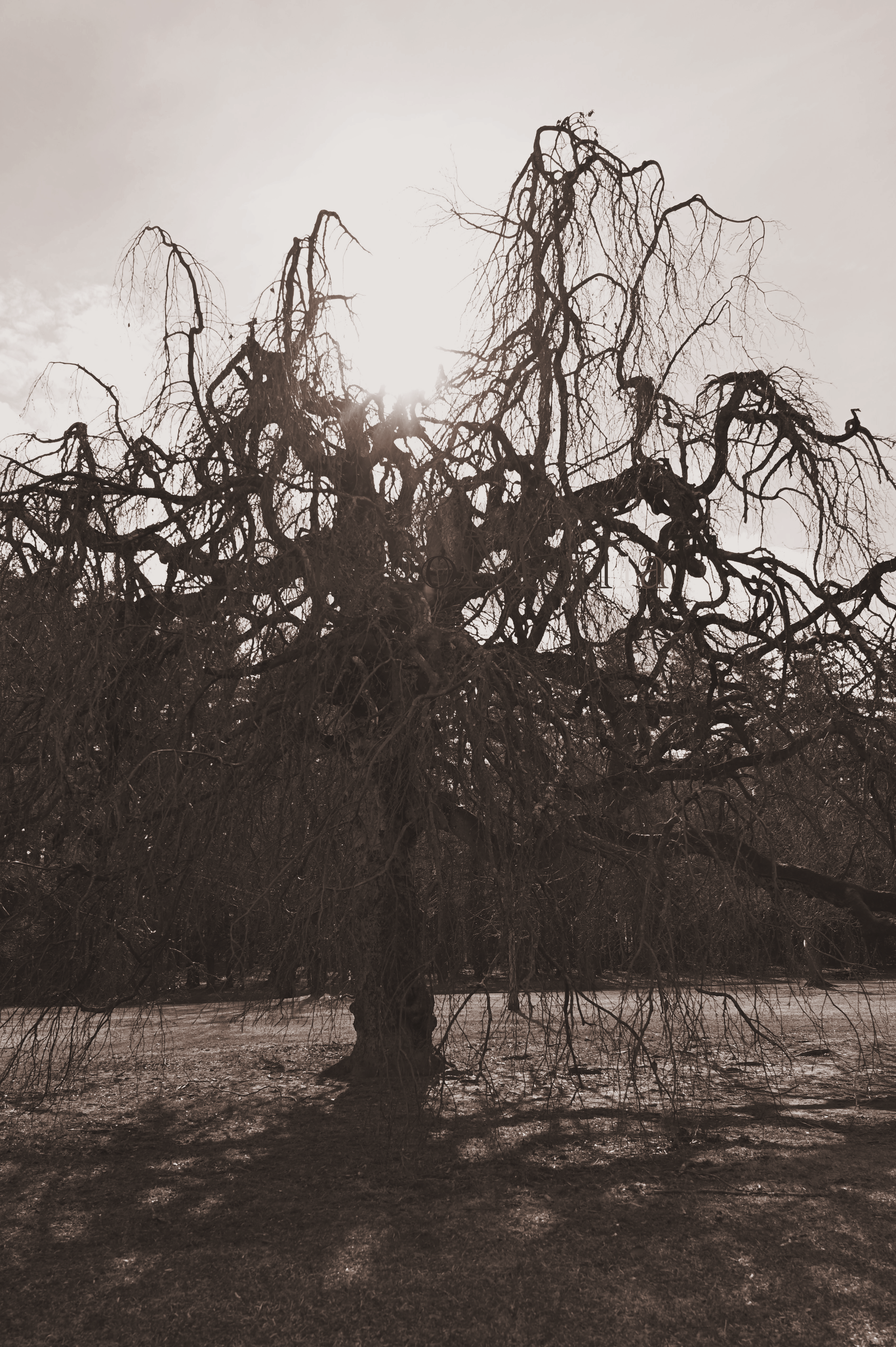 Weeping Willow - Sun Shining Over - With Soft Sepia & Darker Filters - Contego Media - Melissa Movafaghi - contego.media