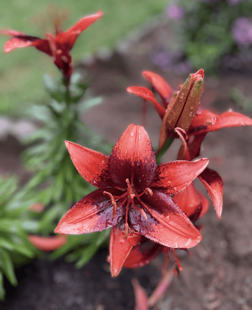 Melissa Movafaghi - Contego Media - Asiatic Lilies - Orange and Burgundy - with droplets - Photograph Credit Melissa Movafaghi