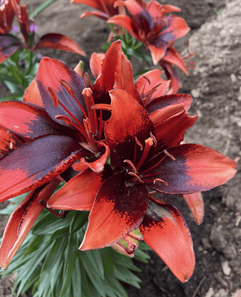 Melissa Movafaghi - Contego Media - Asiatic Lily - centered - newly planted - Photograph Credit Melissa Movafaghi