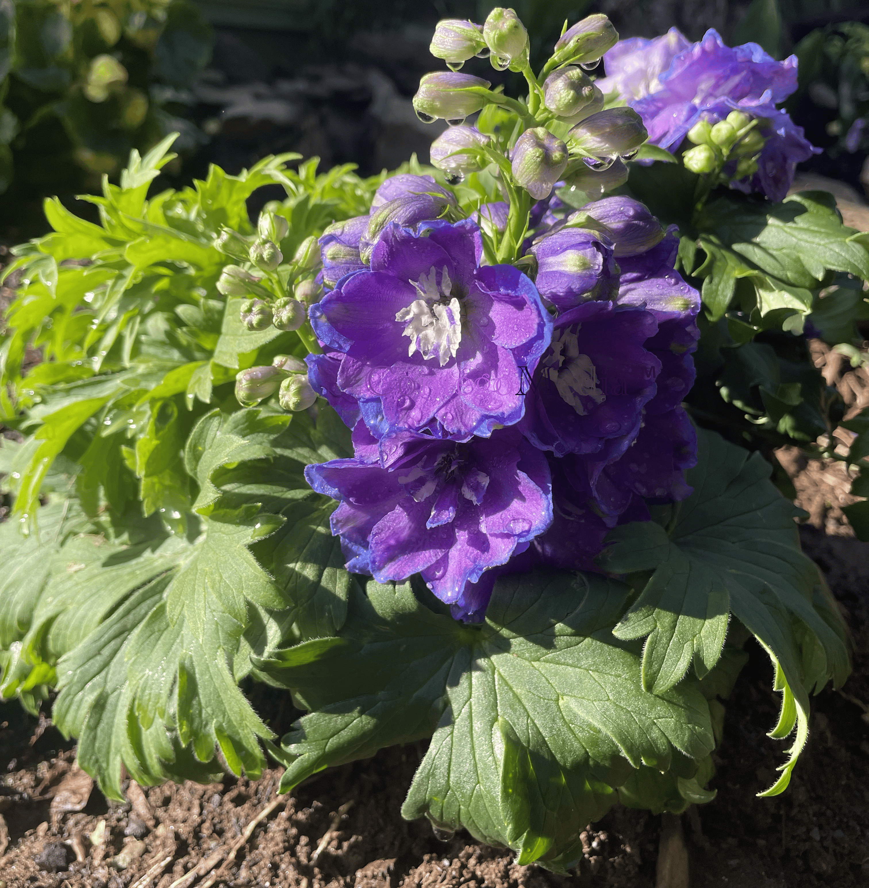 Melissa Movafaghi - Contego Media - Blue and Purple Delphinium - newly planted 2023 - Photograph Credit Melissa Movafaghi