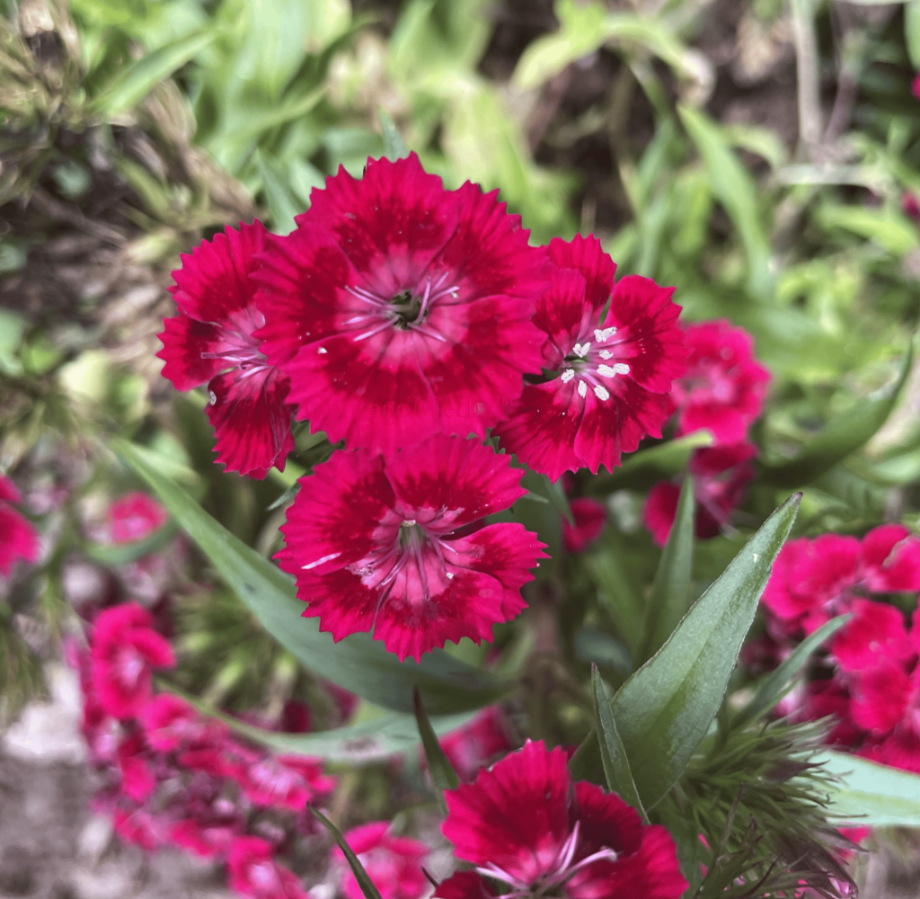 Melissa Movafaghi - Contego Media - Dianthus - Paint the Town Red - newly planted 2023 - Photograph Credit Melissa Movafaghi