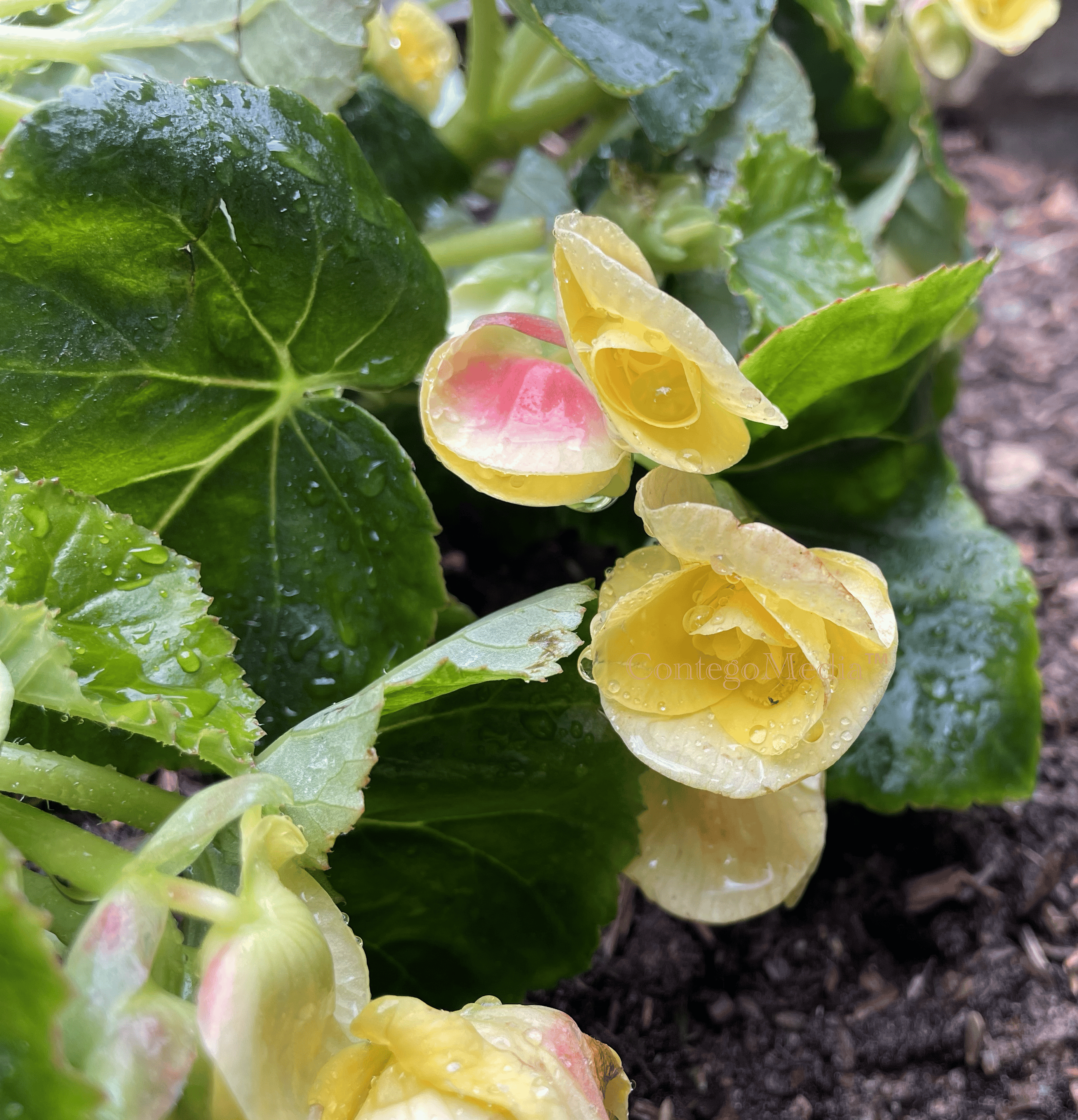 Melissa Movafaghi - Contego Media - Droplets on Yellow Begonia - Photograph Credit Melissa Movafaghi