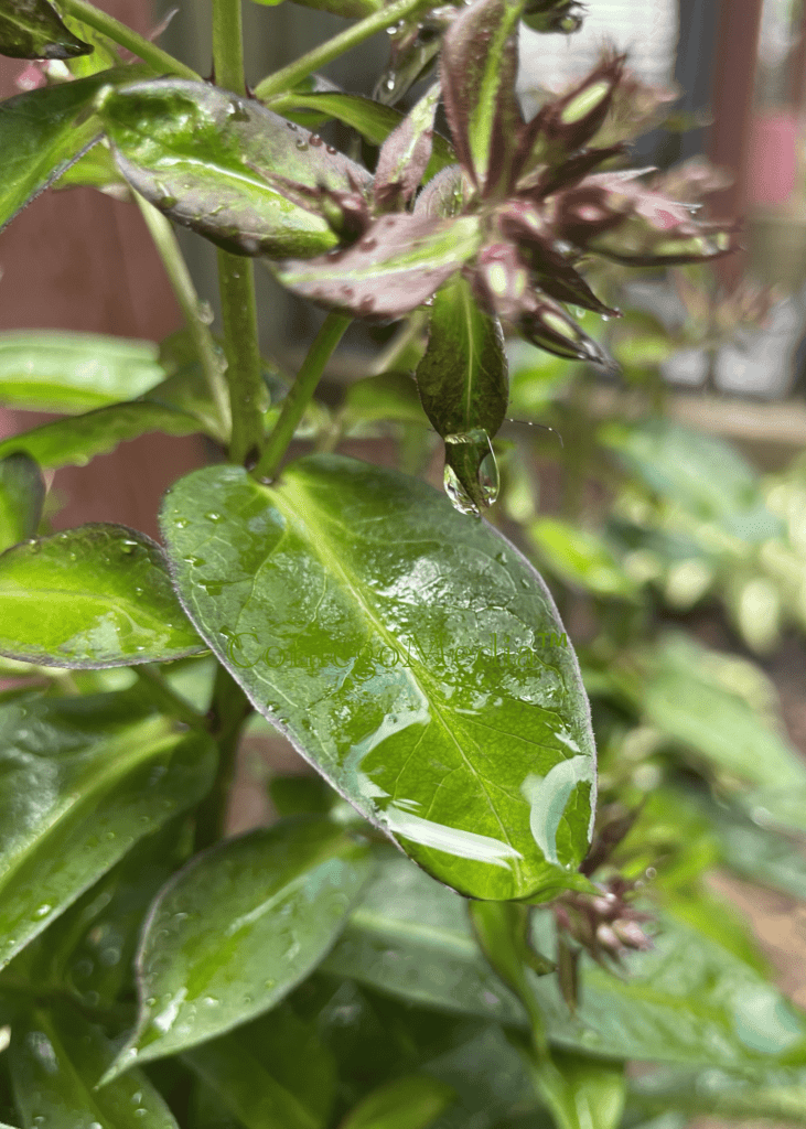 Melissa Movafaghi - Contego Media - Fun with Rain Drops on Leaves - Photograph Credit Melissa Movafaghi