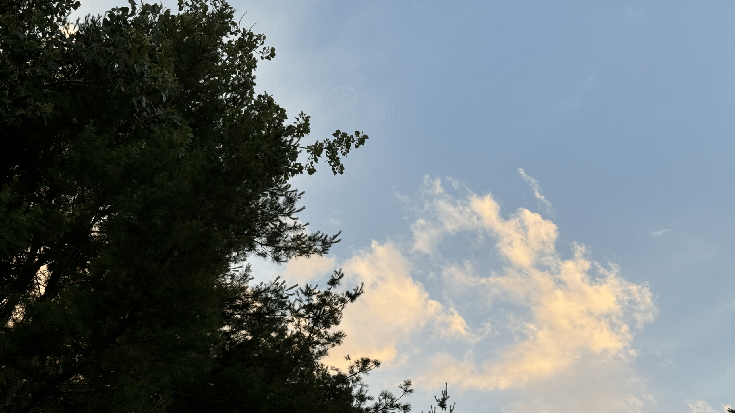 Melissa Movafaghi - Contego Media - Golden Wispy Clouds at Sunset over Pine Trees - Photograph Credit Melissa Movafaghi