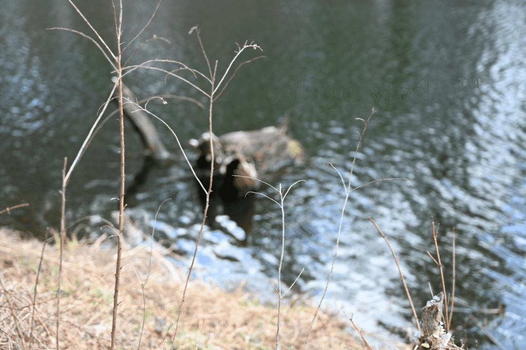 Melissa Movafaghi - Contego Media - Group of Bare Twigs in Focus - In Front of Pond - Photograph Credit Melissa Movafaghi