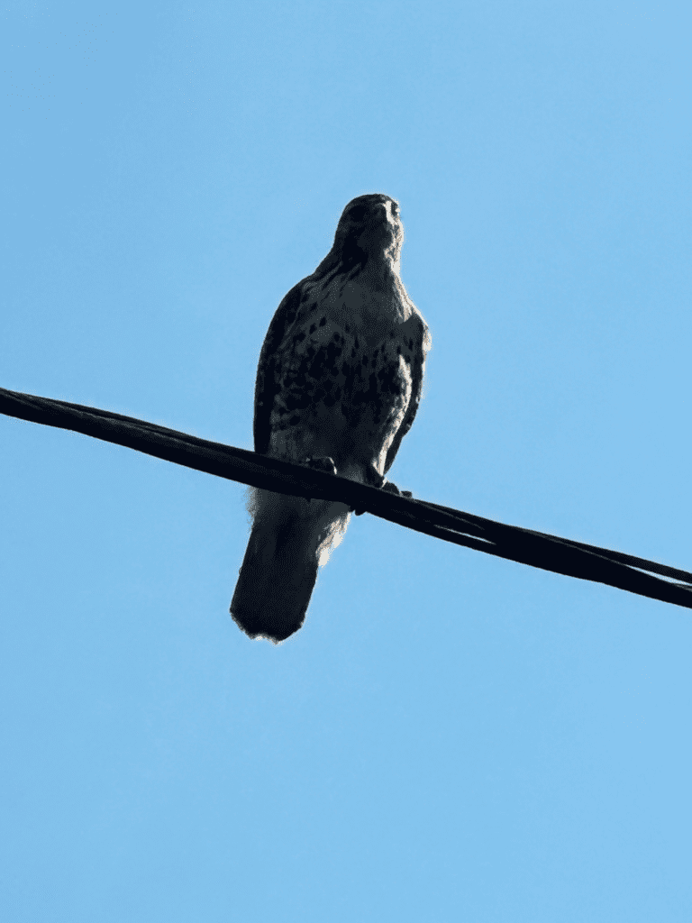 Melissa Movafaghi - Contego Media - Hawk Lands on Wire - Photograph Credit Melissa Movafaghi