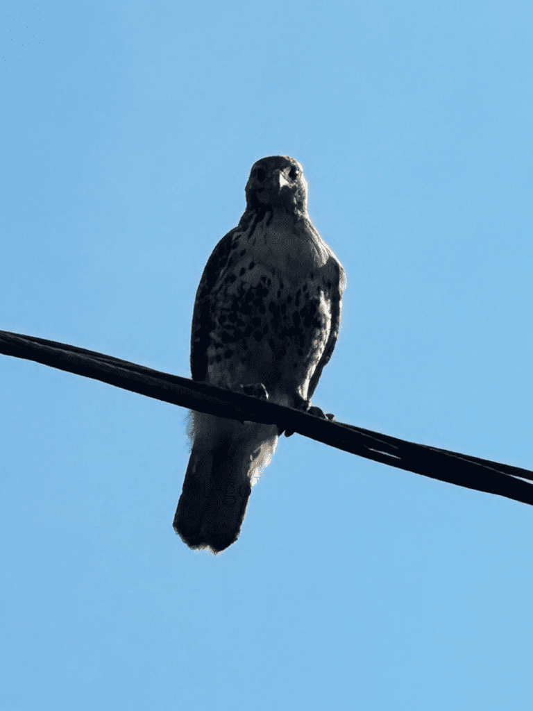 Melissa Movafaghi - Contego Media - Hawk in the Sun on a Wire - Photograph Credit Melissa Movafaghi