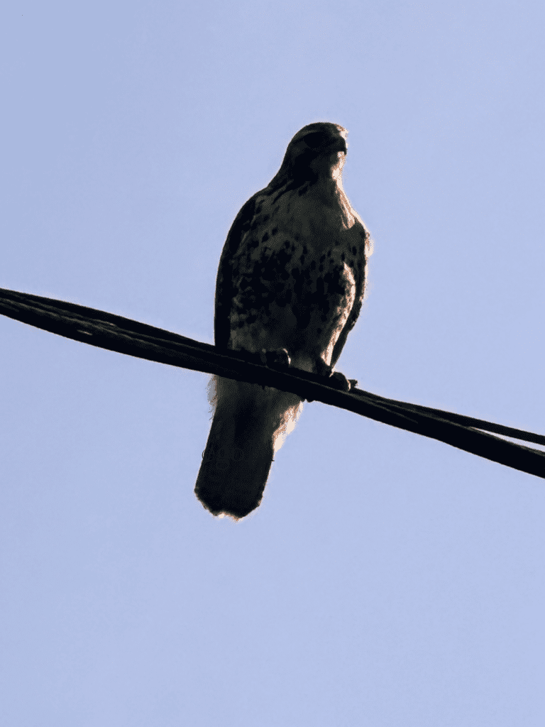 Melissa Movafaghi - Contego Media - Hawk on a Wire - Brighter and Sunshine Filters - Photograph Credit Melissa Movafaghi