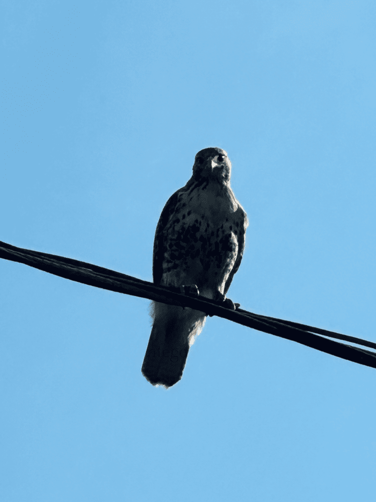 Melissa Movafaghi - Contego Media - Hawk on a Wire in the Sun - Photograph Credit Melissa Movafaghi