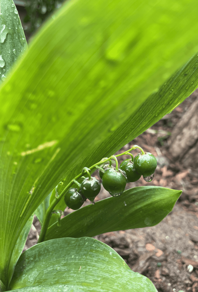 Melissa Movafaghi - Contego Media - Lily of the Valley - water droplets - Photograph Credit Melissa Movafaghi