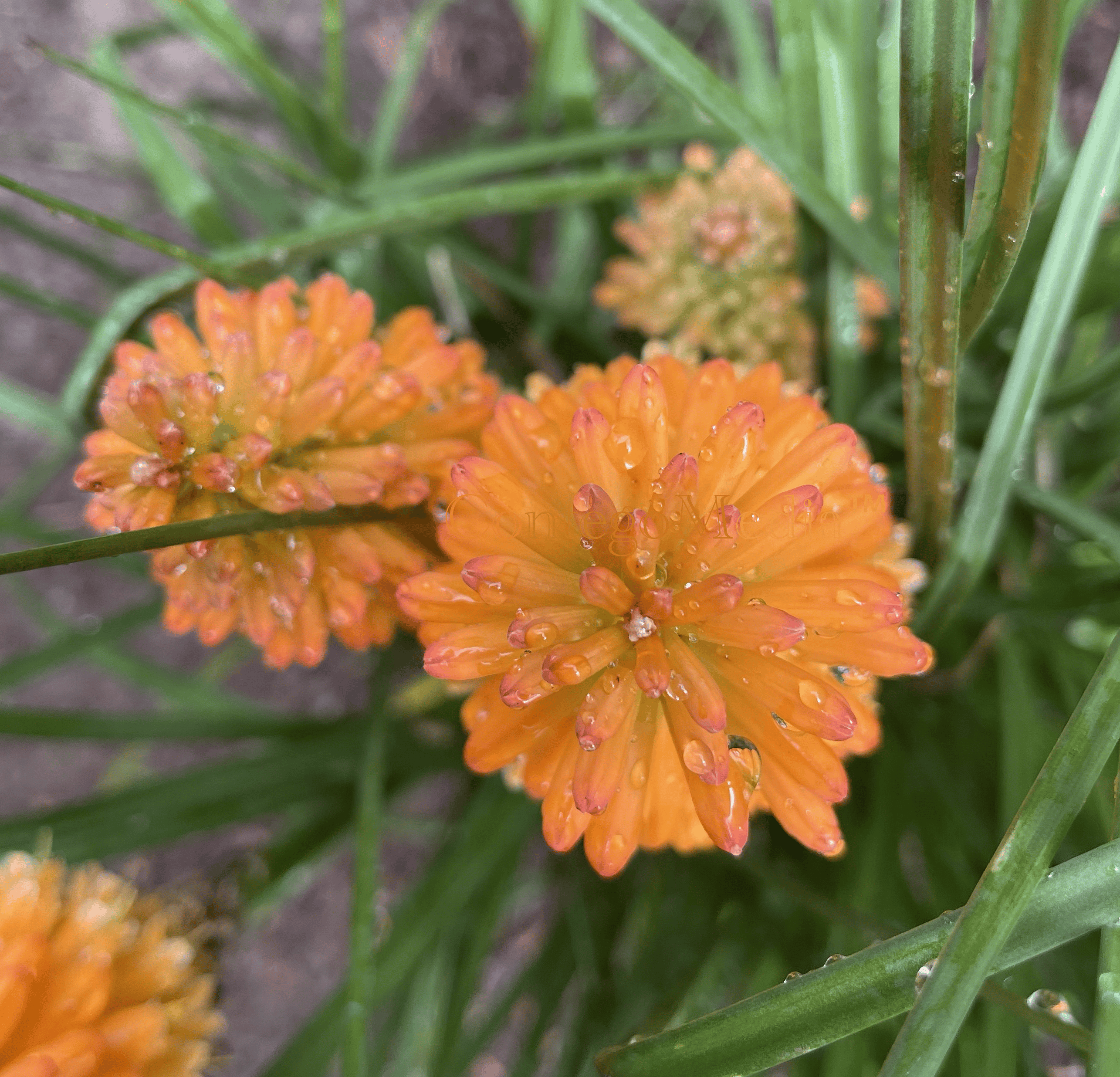 Melissa Movafaghi - Contego Media - Orange Blaze Pyromania - top view with droplets - Photograph Credit Melissa Movafaghi