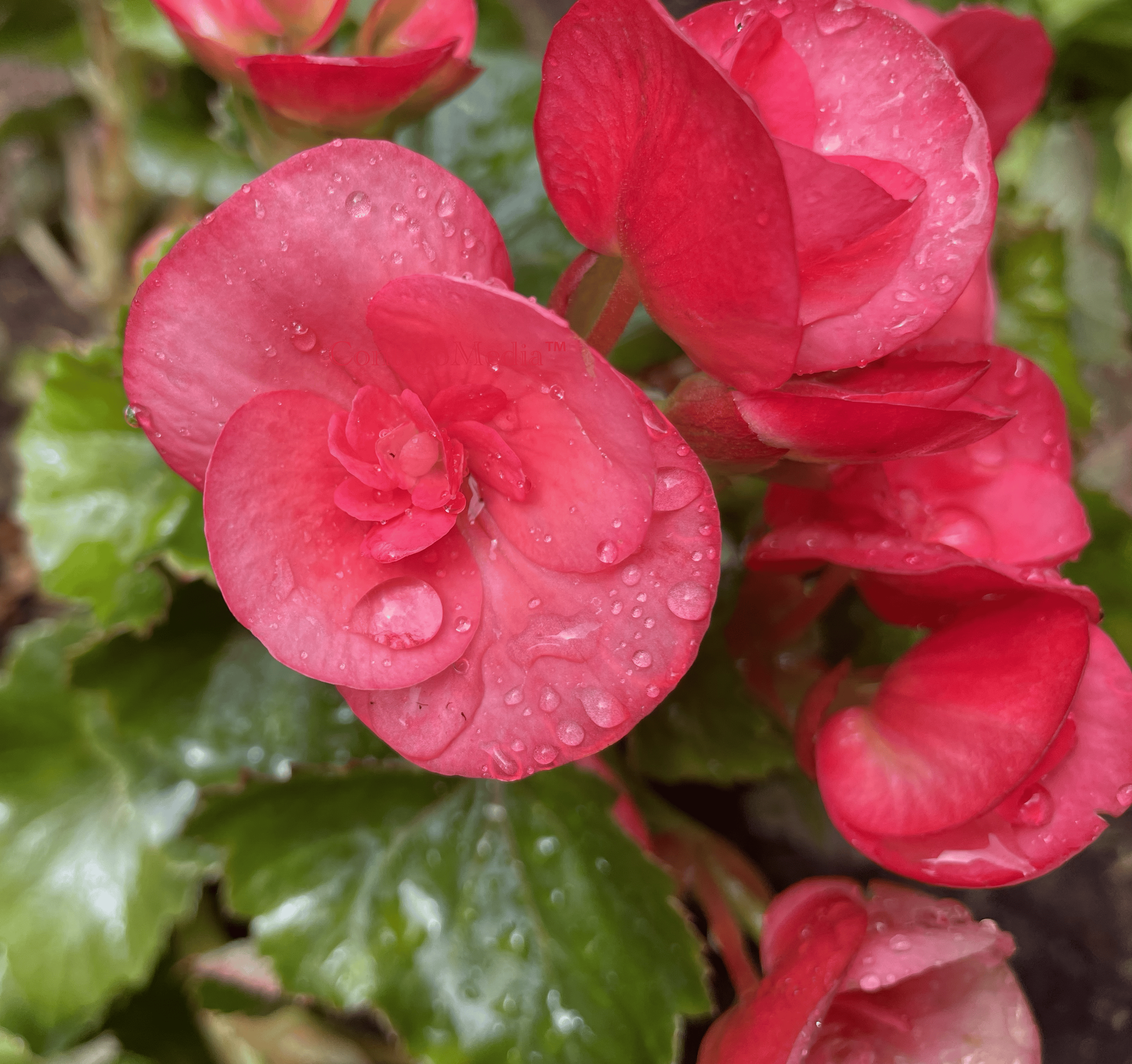 Melissa Movafaghi - Contego Media - Pink Begonia - Closeup with Droplets - Photograph Credit Melissa Movafaghi