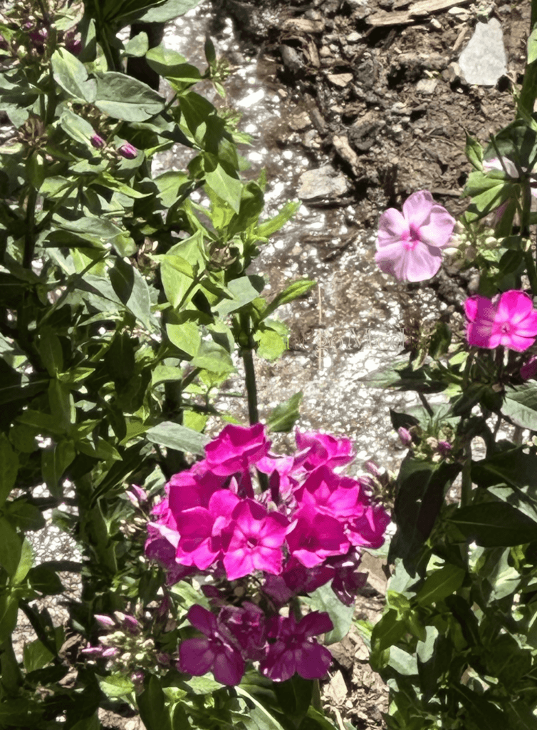 Melissa Movafaghi - Contego Media - Pink Gladiolus with Rivulet - Photograph Credit Melissa Movafaghi