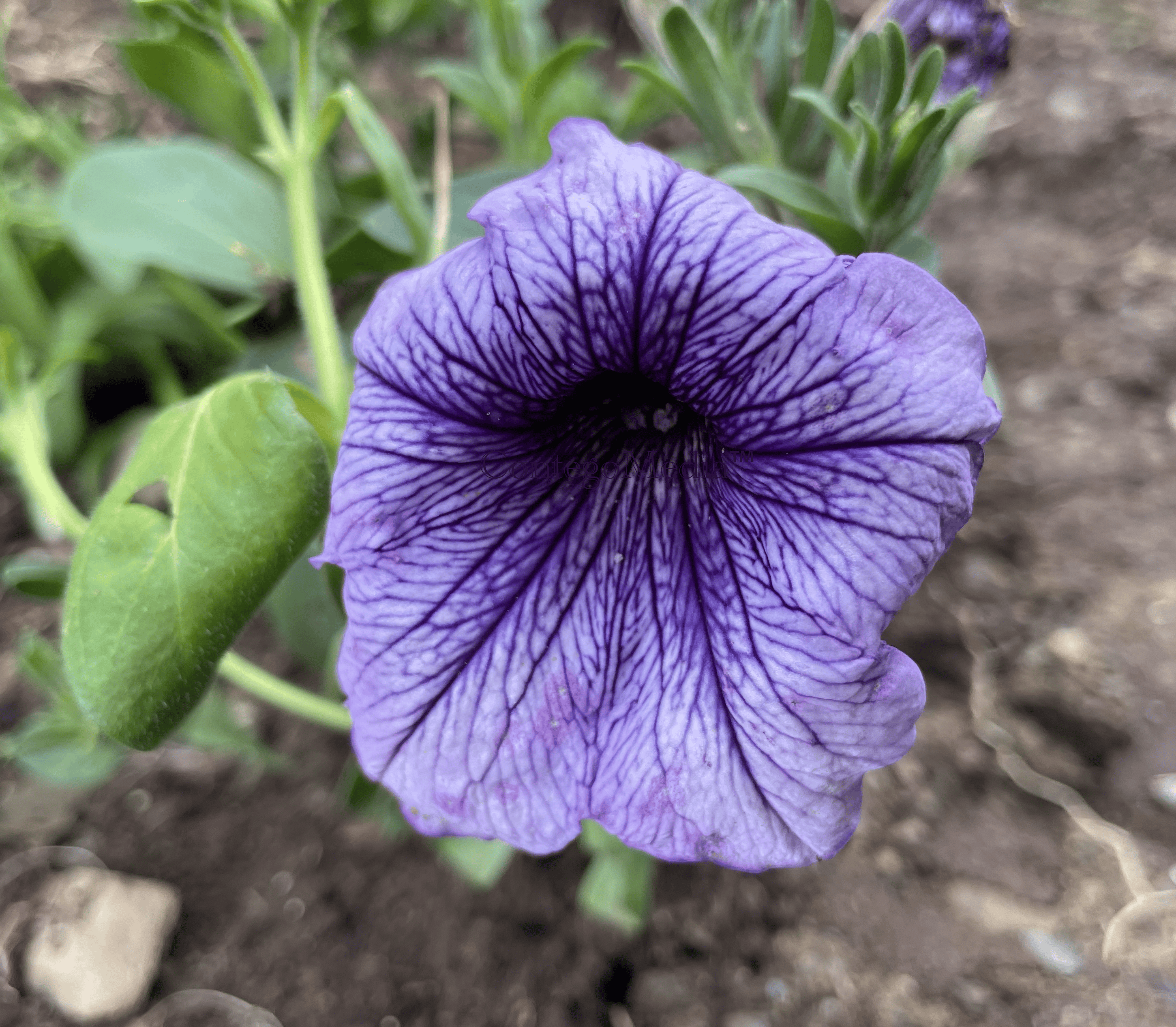 Melissa Movafaghi - Contego Media - Purple Morning Glory - single centered - newly planted 2023 - Photograph Credit Melissa Movafaghi