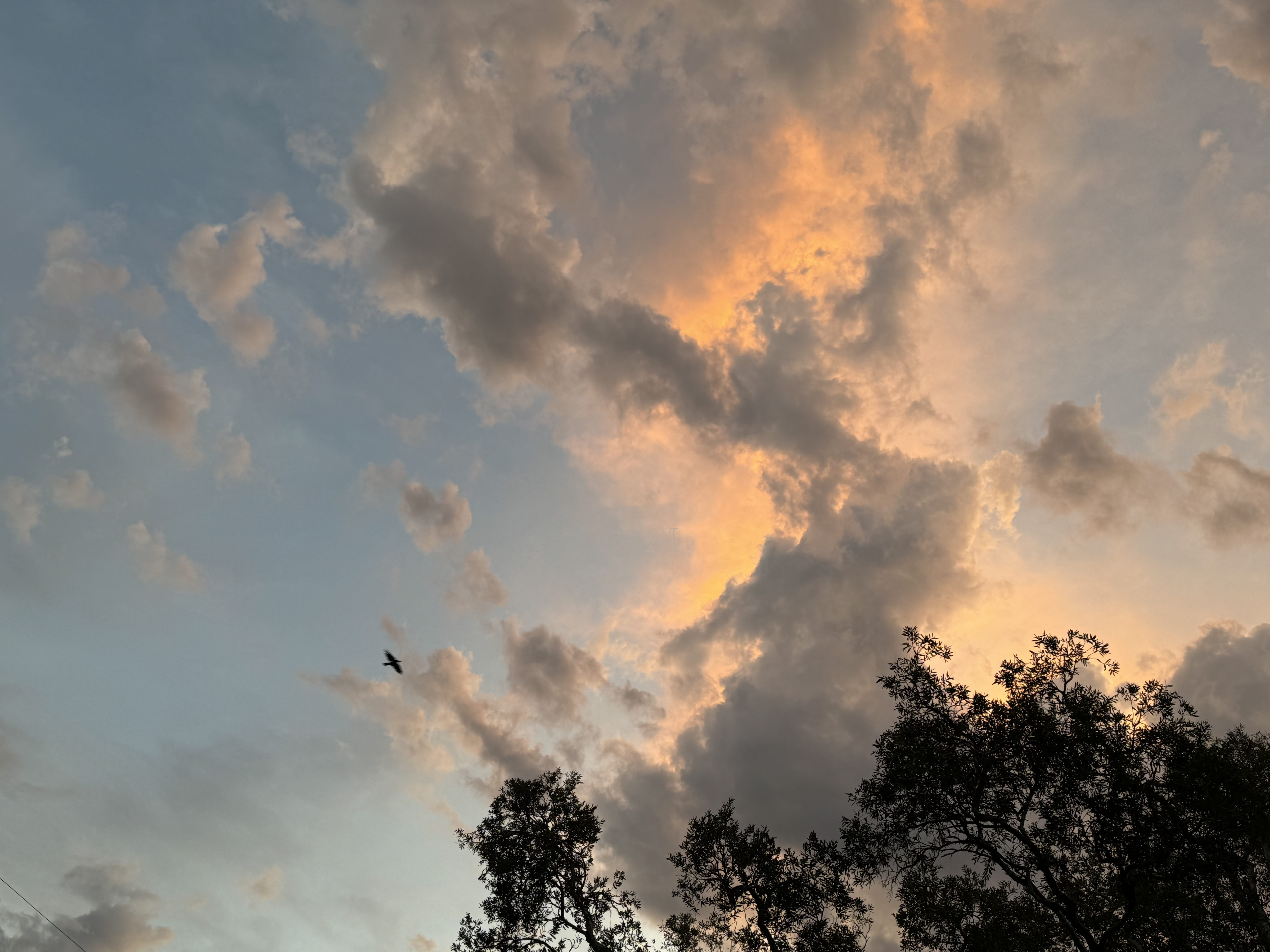 Melissa Movafaghi - Contego Media - Raven Flies Overhead with Sunlit Clouds - Photograph Credit Melissa Movafaghi