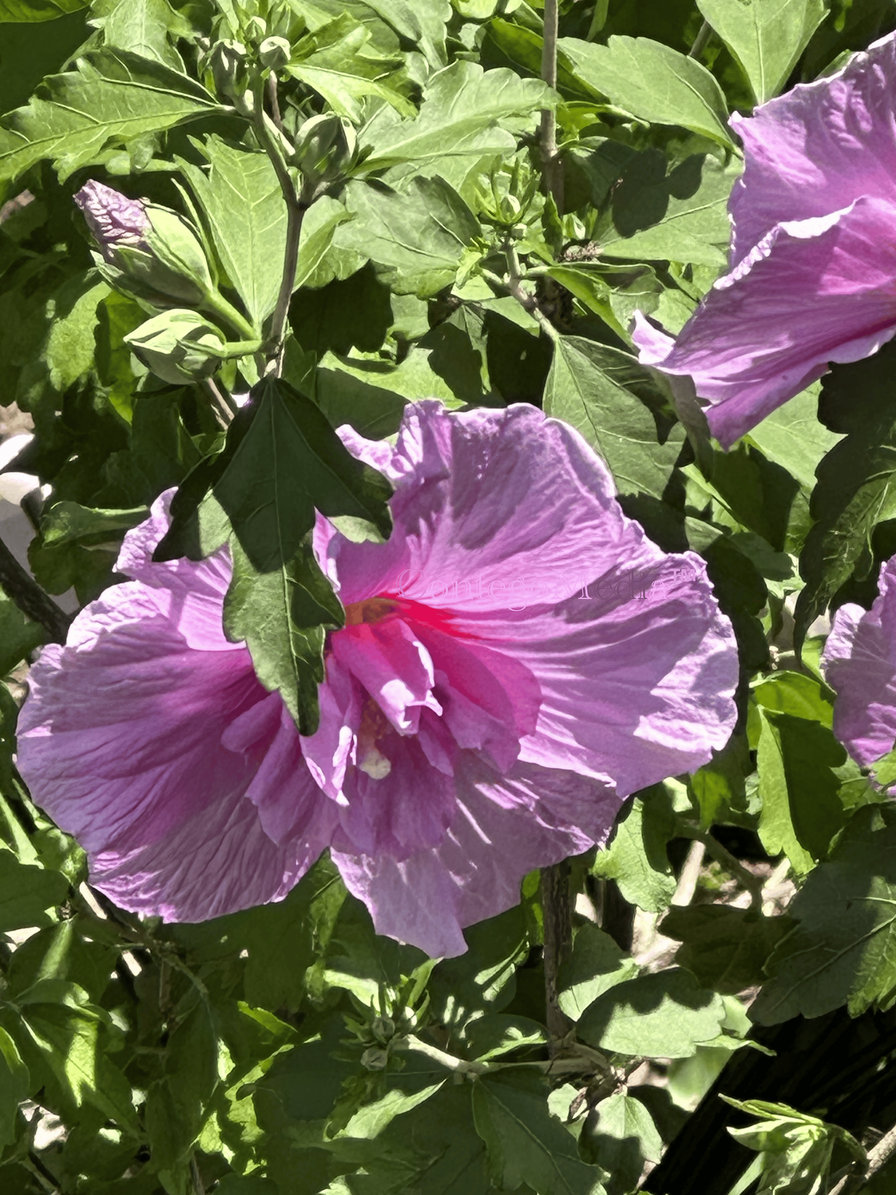 Melissa Movafaghi - Contego Media - Rose of Sharon - large centered flower - Photograph Credit Melissa Movafaghi