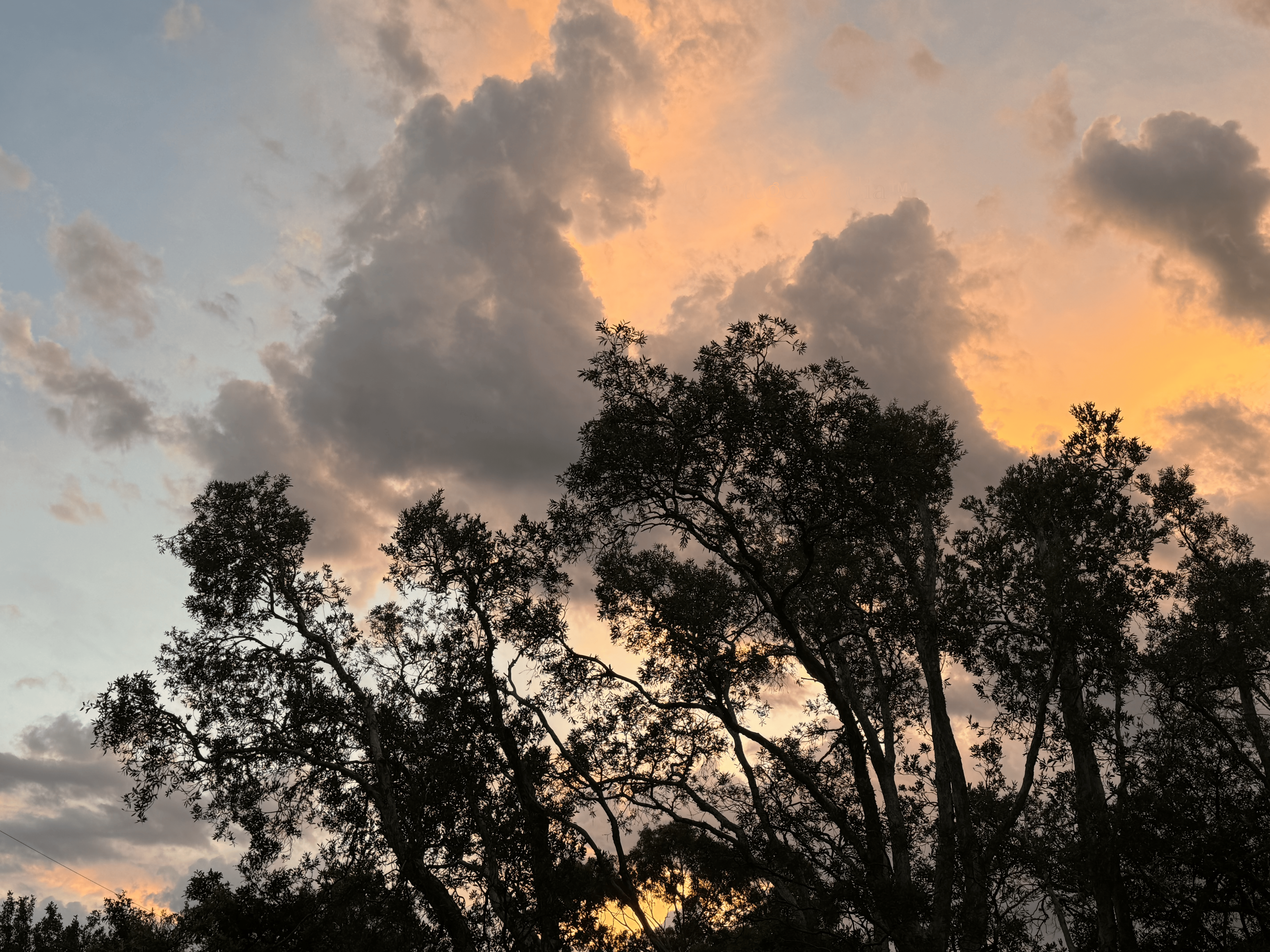 Melissa Movafaghi - Contego Media - Sunset Lights Up Clouds with Trees in Foreground - Landscape View - Photograph Credit Melissa Movafaghi