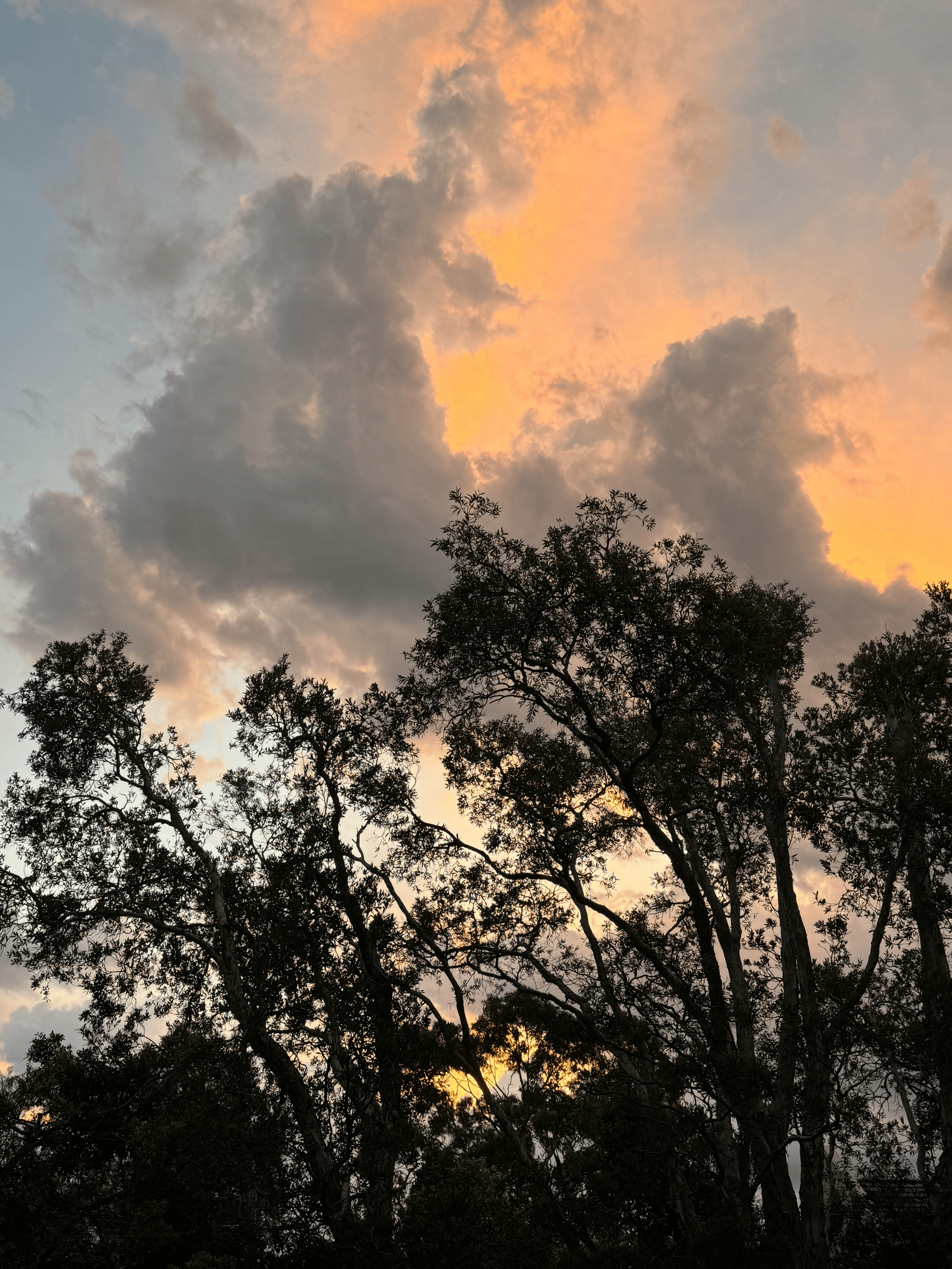 Melissa Movafaghi - Contego Media - Sunset Lights Up Clouds with Trees in Foreground - Portrait View - Photograph Credit Melissa Movafaghi